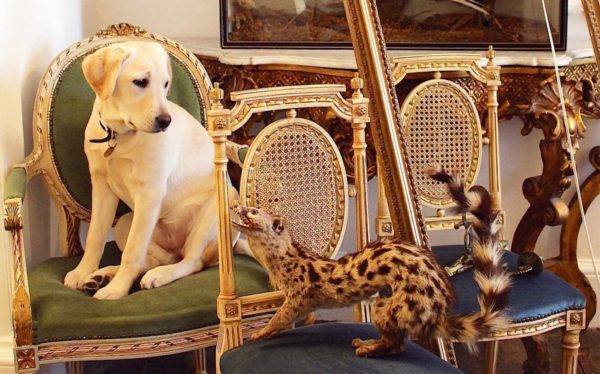 Dog Lover Restores Historic Mansion while her Labradors Live the Downton Abbey Dream