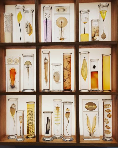 An Artist’s Beautiful Obsession with Cabinets of Curiosity