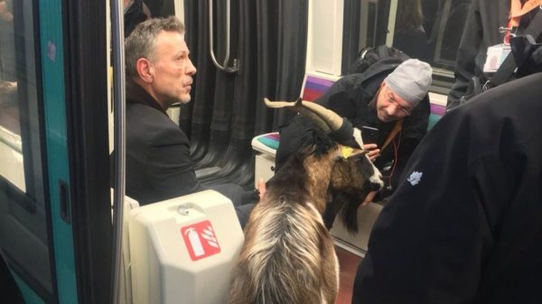 Man steals Goat from Paris Park, takes it for a Joy Ride on the Metro