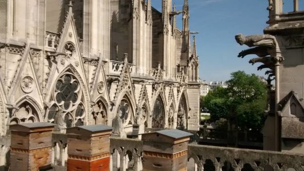 Did the Rooftop Bees of Notre Dame Survive?