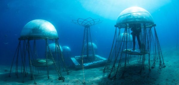 The World’s First Underwater Veggie Garden is Growing Lettuce, Tomatoes & More. Because, Waterworld.
