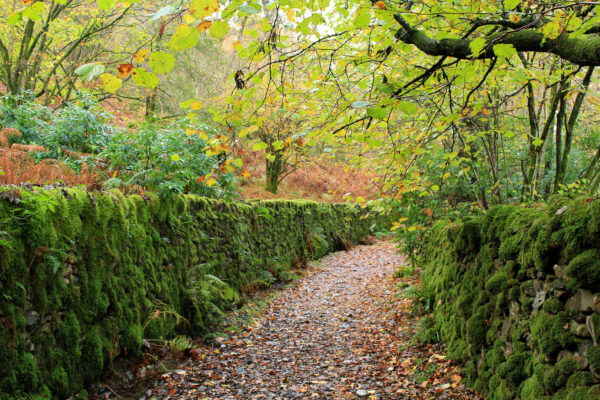 Forget the Scenic Route, Take a Detour Down a Corpse Road